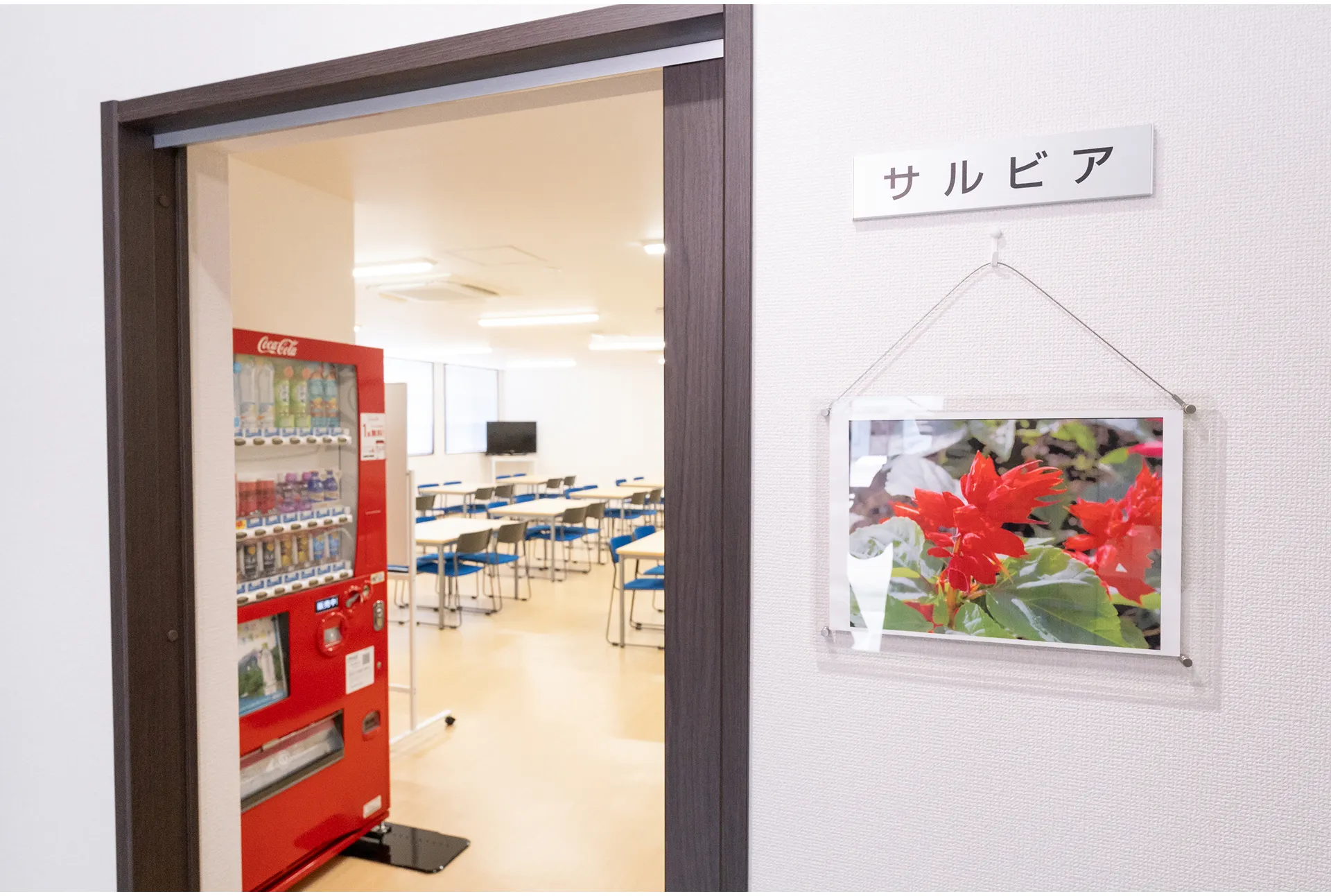 サルビアの花